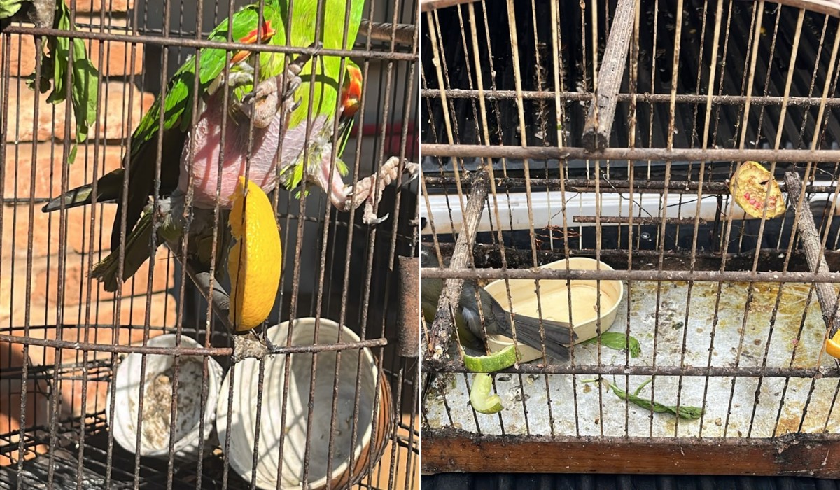Homem é multado em R$ 31,5 mil por manter aves silvestres em cativeiro em Cosmópolis