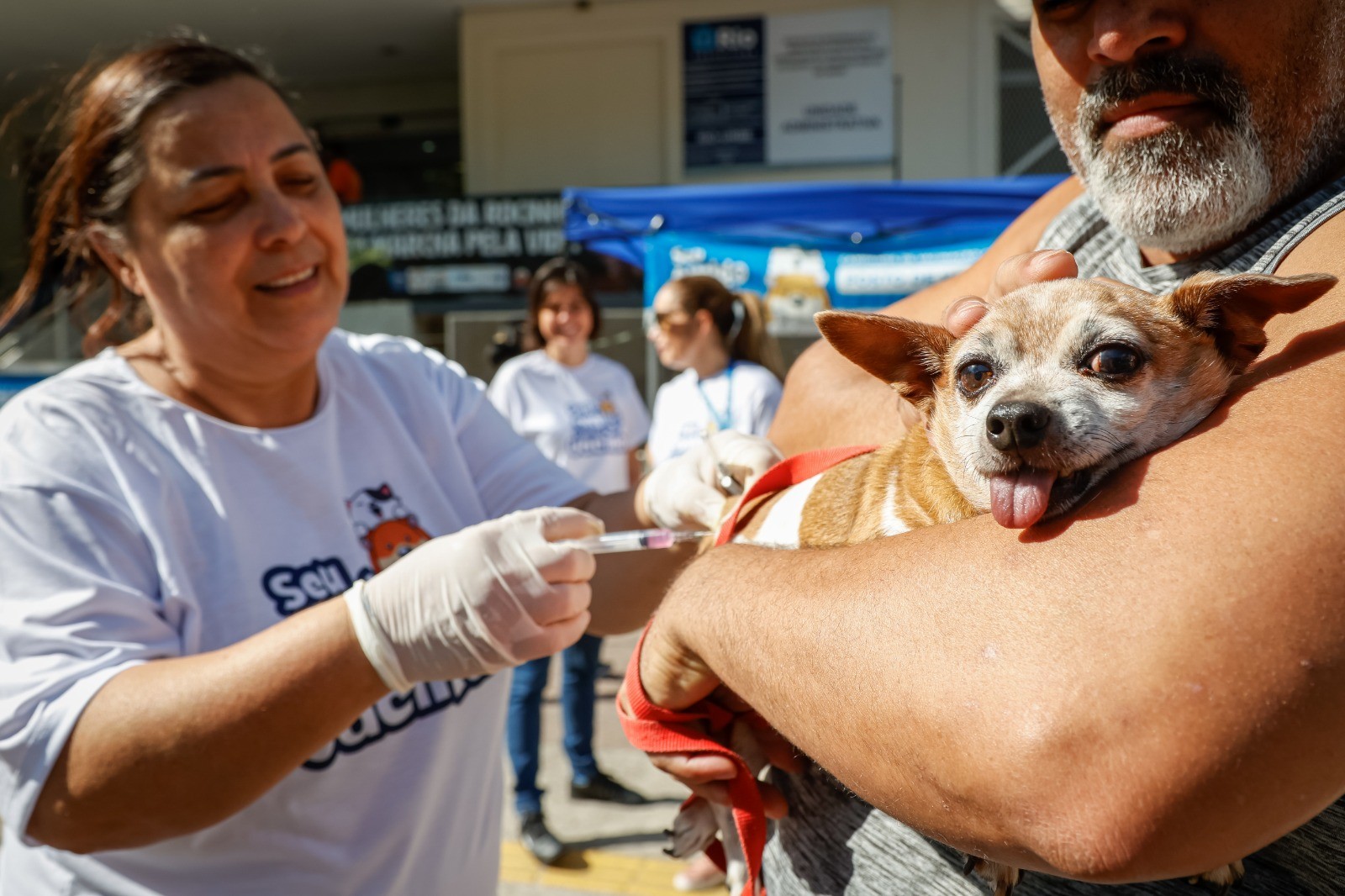 Campanha de vacinação antirrábica para cães e gatos chega às zonas Norte e Sudoeste do Rio neste sábado