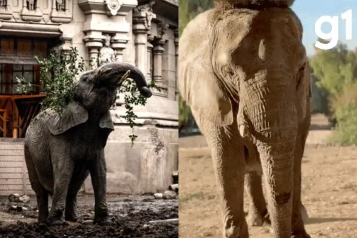 Conheça Pupy e Kenya, as elefantas africanas que vivem no santuário em MT