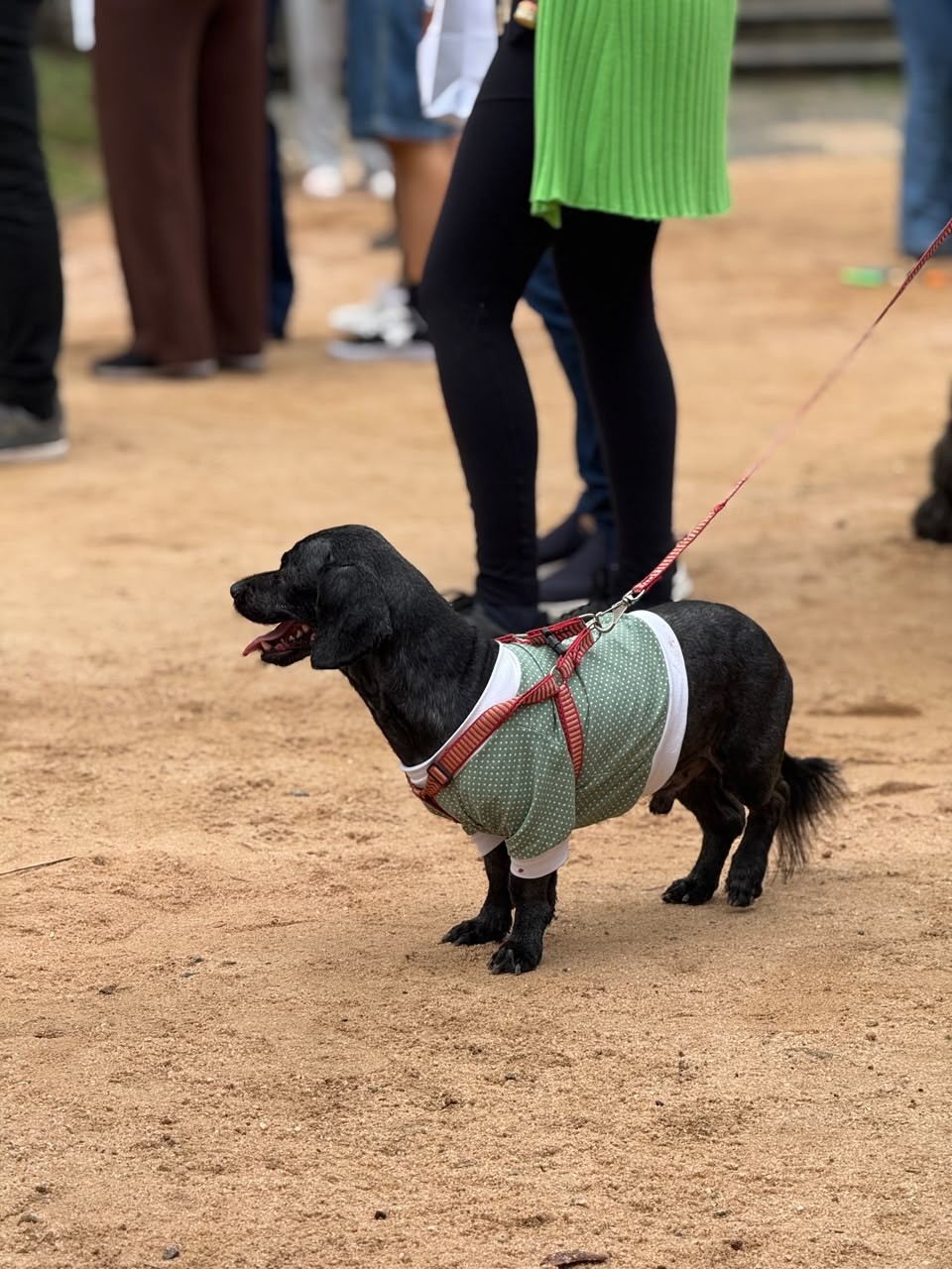 'Caminhada do Amicão' reúne famílias e animais de estimação em Vassouras; veja fotos — Foto: Divulgação/TV Rio Sul