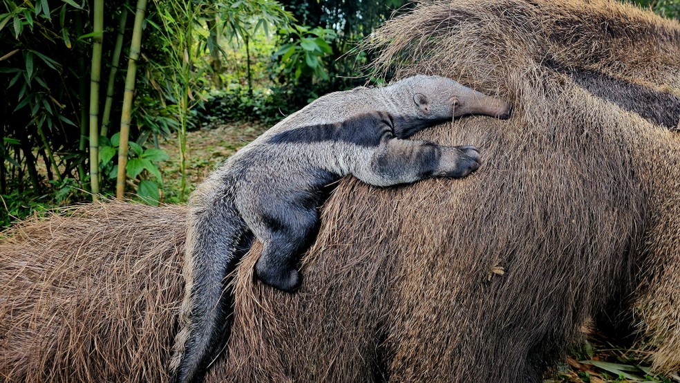 Imagem Divulgação/ GramadoZoo