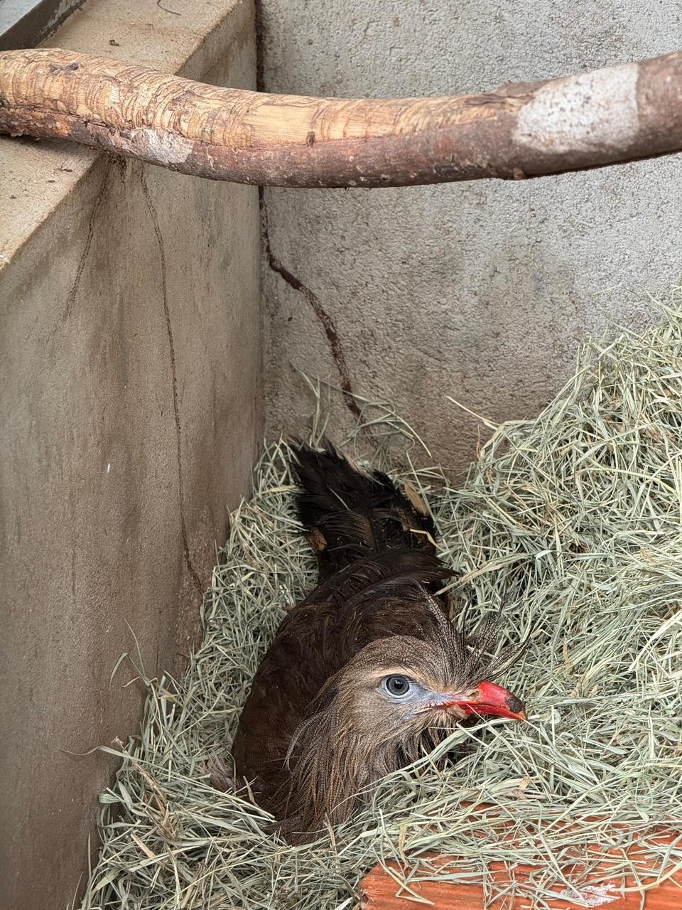 Seriema atropelada na BR-135, recebe alta de clínica e é levada para instituição de proteção aos animais 