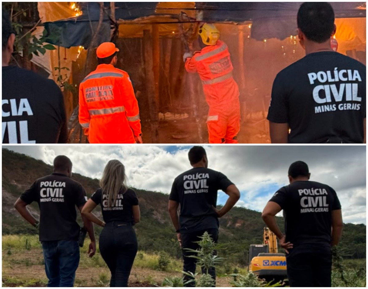 Plantação com cerca de 30 mil pés de maconha é destruída pela Polícia Civil no Vale do Jequitinhonha