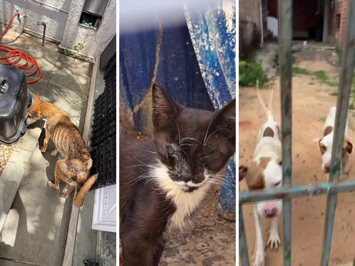 Campinas tem 2.776 denúncias de maus-tratos a animais e supera registros dos últimos cinco anos