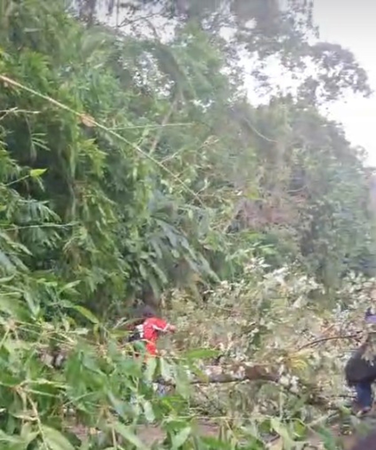 Fortes ventos atingem comunidade indígena e causam transtornos em Angra dos Reis