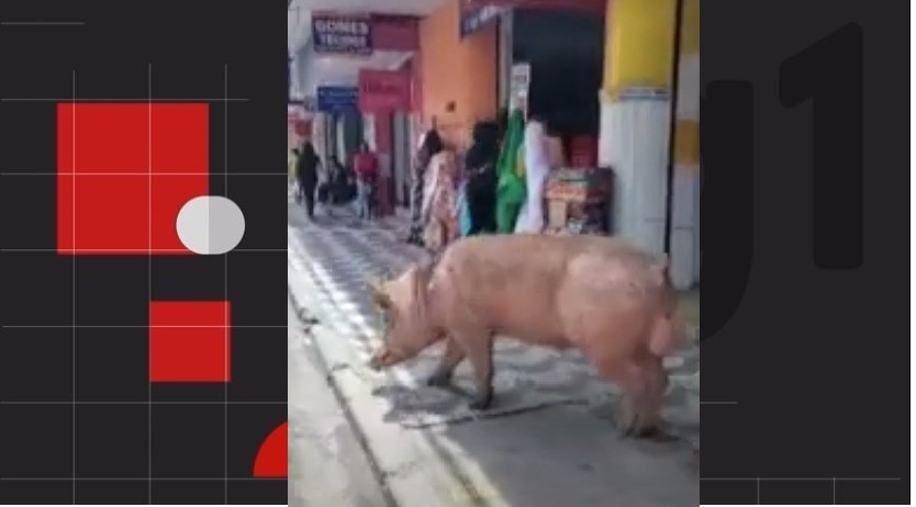 VÍDEO: porco 'desfila' pelo Centro de Maceió e causa alvoroço ao driblar quem tentava capturá-lo 