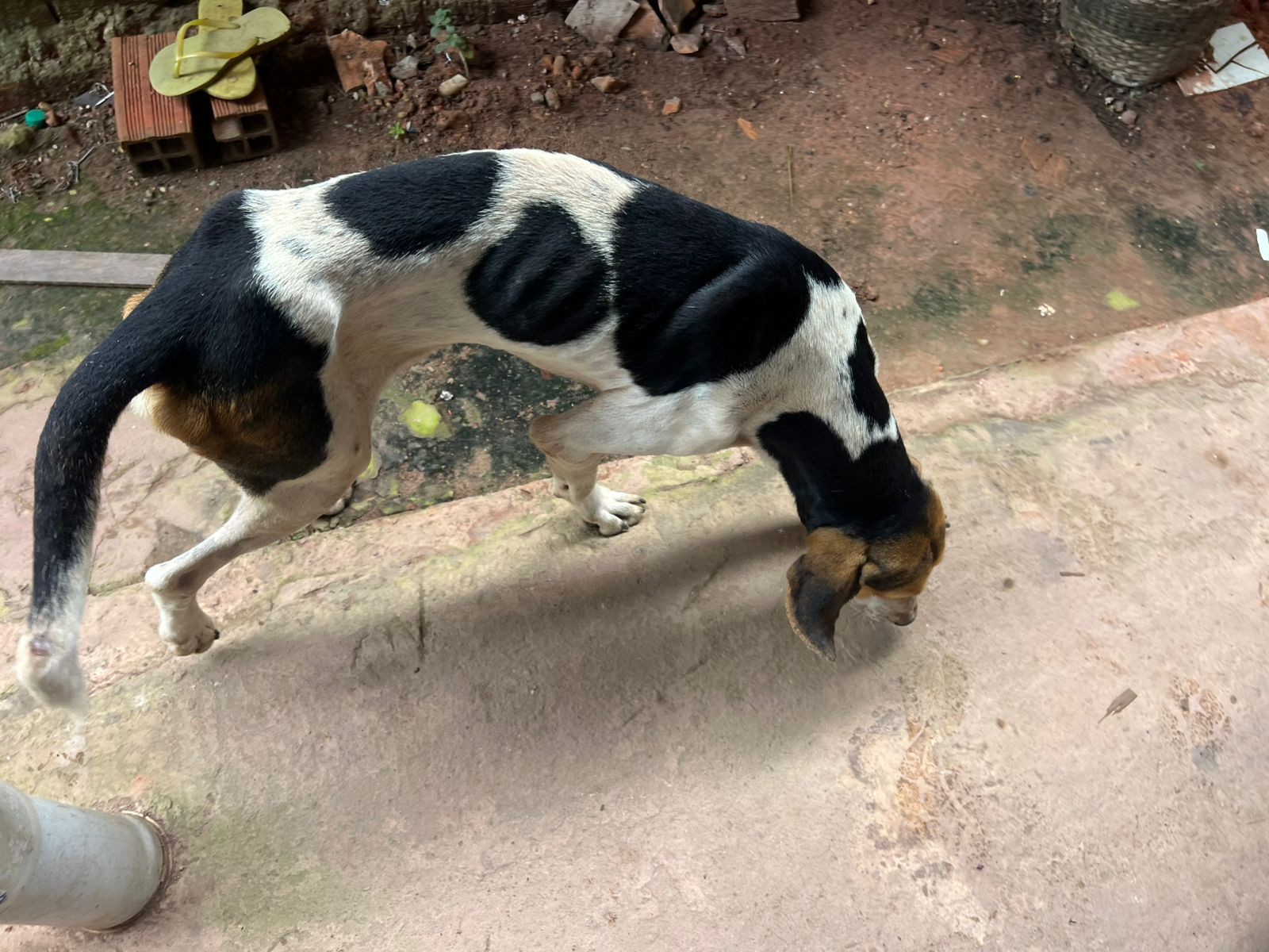 Desnutridos, cães são resgatados e mulher é presa por maus-tratos em Quatro Bocas, no Pará