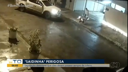 Lei estadual proíbe cães de grande porte circulando sem coleira, mas tutores descumprem