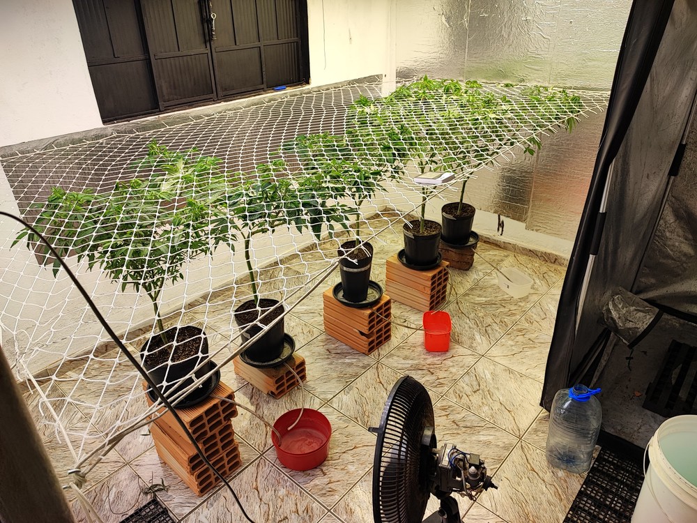 Família é presa após polícia descobrir estufa improvisada de plantação de maconha no fundo da casa em Patos de Minas