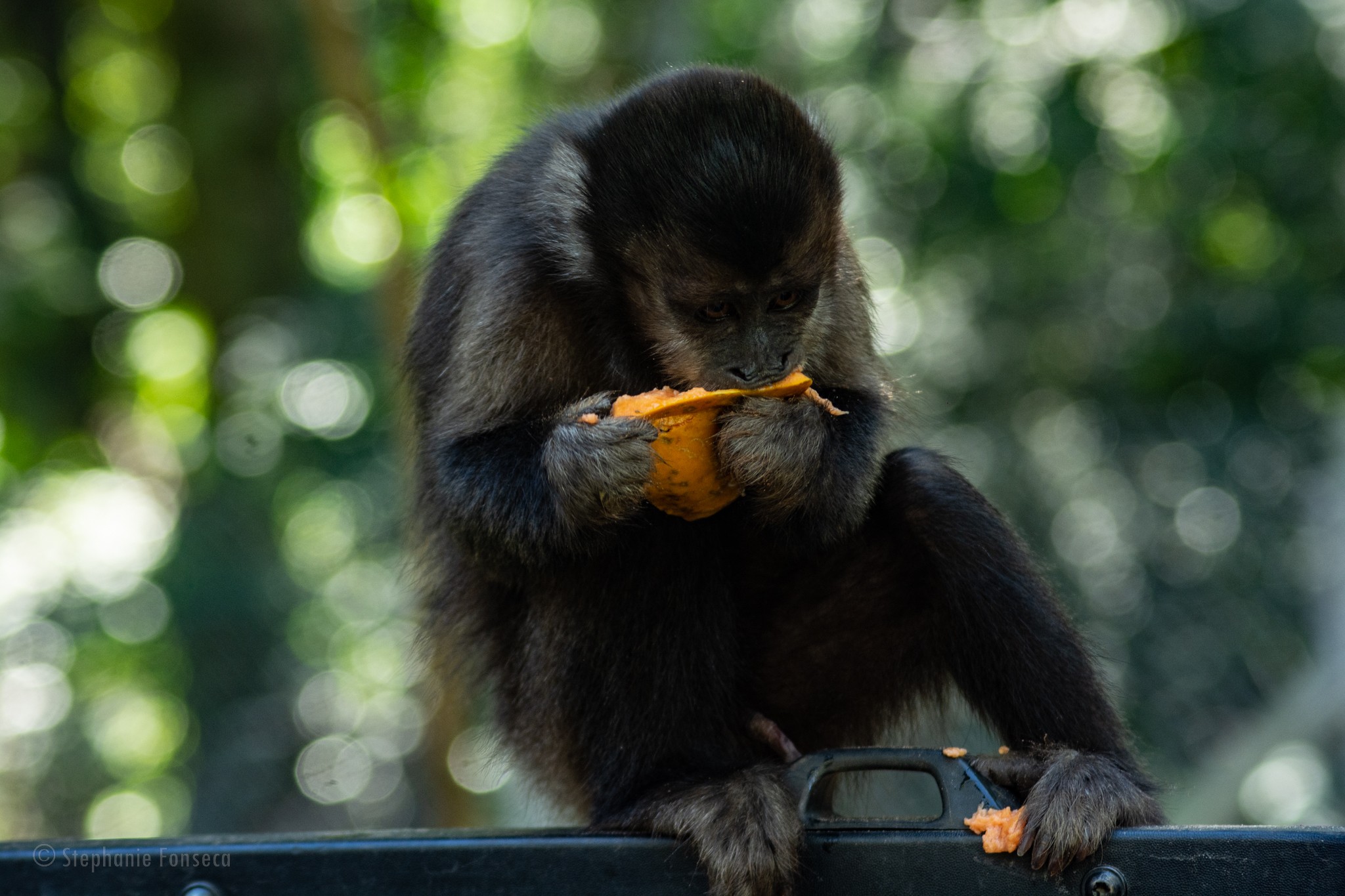 Livre, leve e solta: macaca é flagrada ‘dando um rolê’ nas ruas de Monte Alegre; veja vídeo