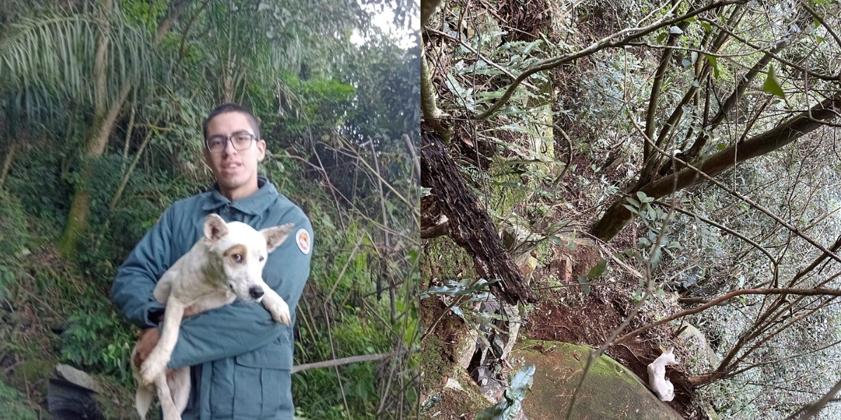 Cão preso em penhasco a 30 metros de altura é resgatado após quatro dias em SC