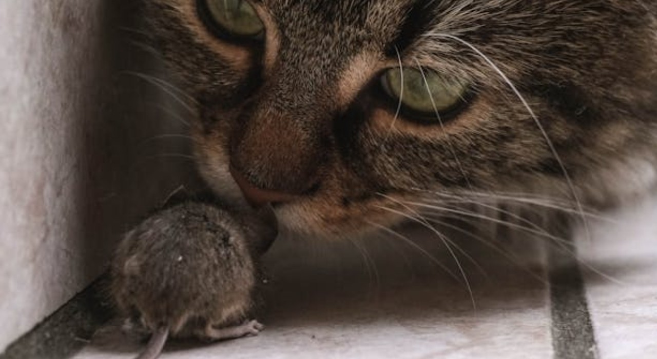 Ratos, aves e lagartixas: especialistas falam sobre 'presentes' que gatos trazem para os tutores