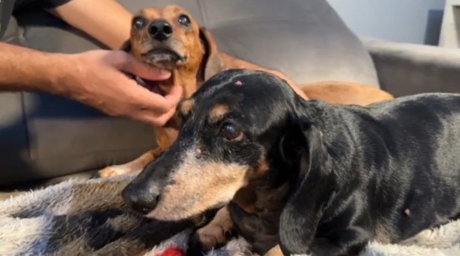 Amigo Pet: Confira dicas para tratar problemas de coluna que afetam cães mais idosos