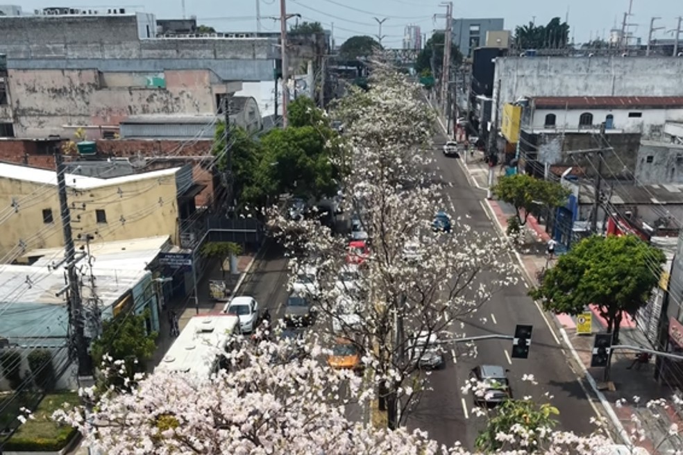 Ip&ecirc;s come&ccedil;am a florescer e mudam paisagem da Avenida Djalma Batista, em Manaus. &mdash; Foto: William Duarte/Rede Amaz&ocirc;nica
