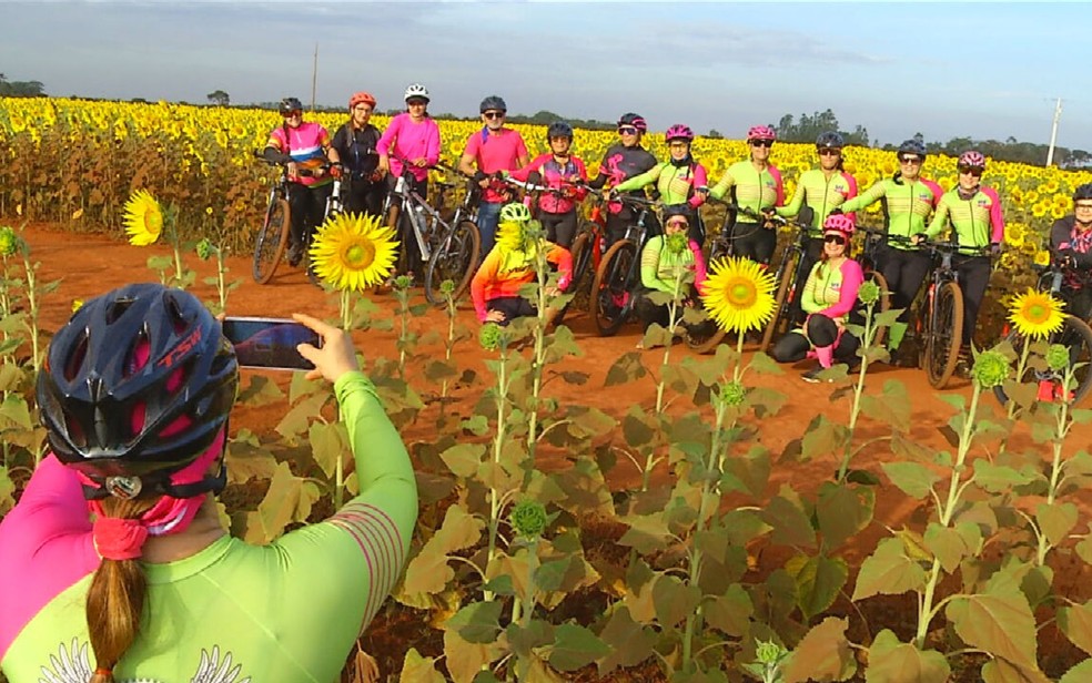 Ciclistas tiram foto em plantação de girassol, em Itumbiara — Foto: Reprodução/TV Anhanguera