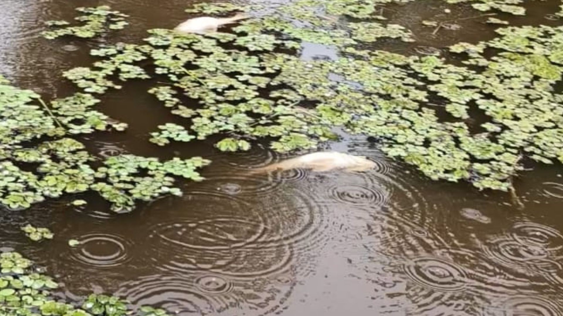 VÍDEO: moradores registram diversos peixes mortos boiando em rio do Bailique, distrito do Amapá