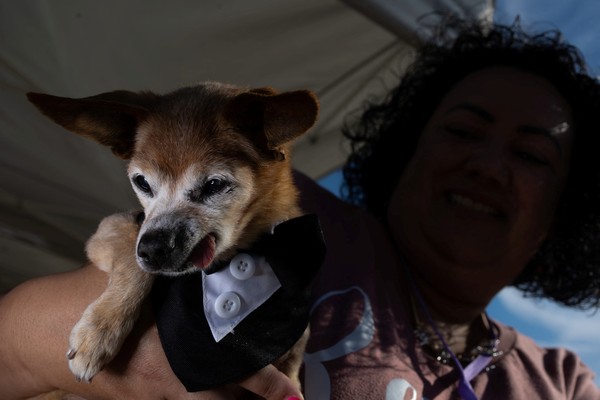 Competição do cachorro mais feio do mundo está com inscrições abertas para  2023