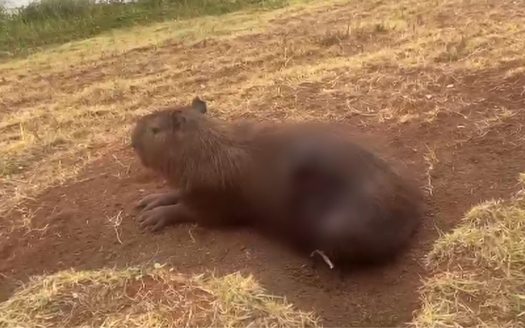 Capivara ferida há duas semanas mobiliza força-tarefa em parque de Sertãozinho, SP