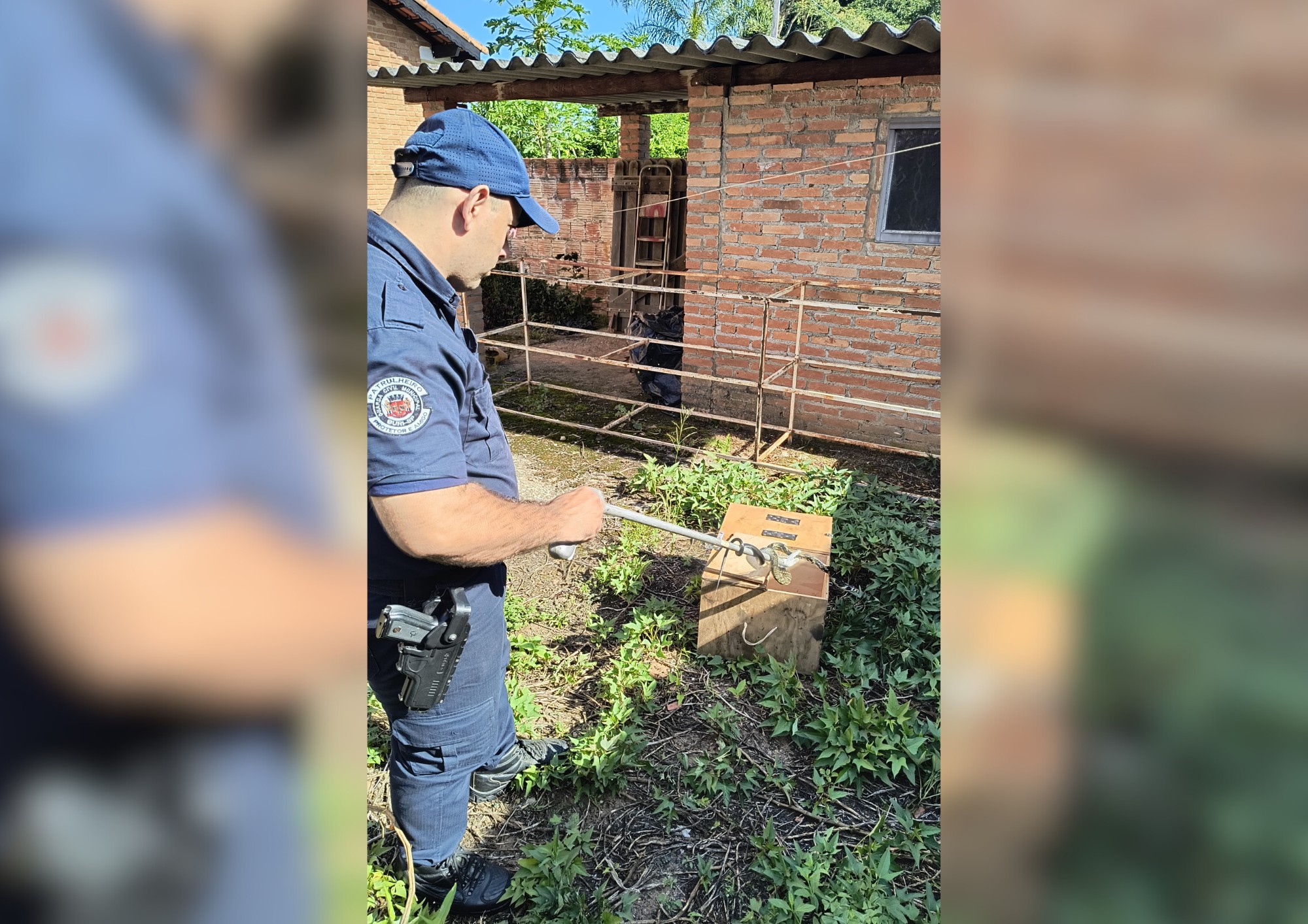 Cobra caninana é capturada em casa no Centro de Buri