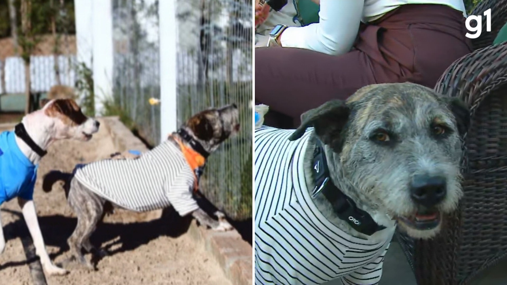 O novo lar de 'Spike': cachorro agredido duas vezes em 3 dias é adotado e vira 'irmão' de outra vítima de maus-tratos no RS