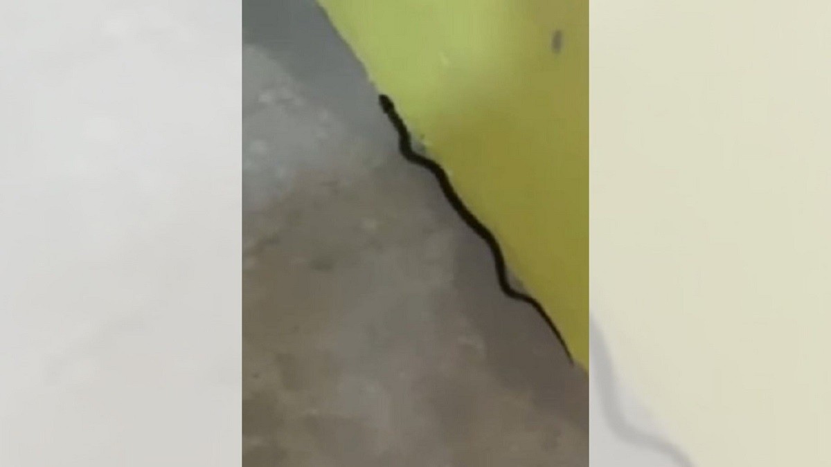 Bebê é internada com suspeita de picada de cobra em Anhembi