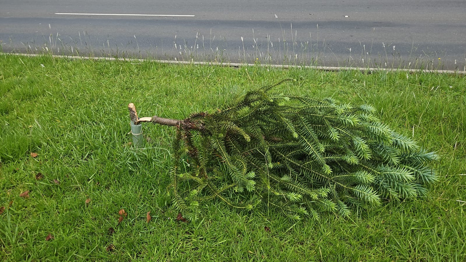Mulher arranca e vandaliza 40 árvores plantadas por voluntários em Curitiba; VÍDEO