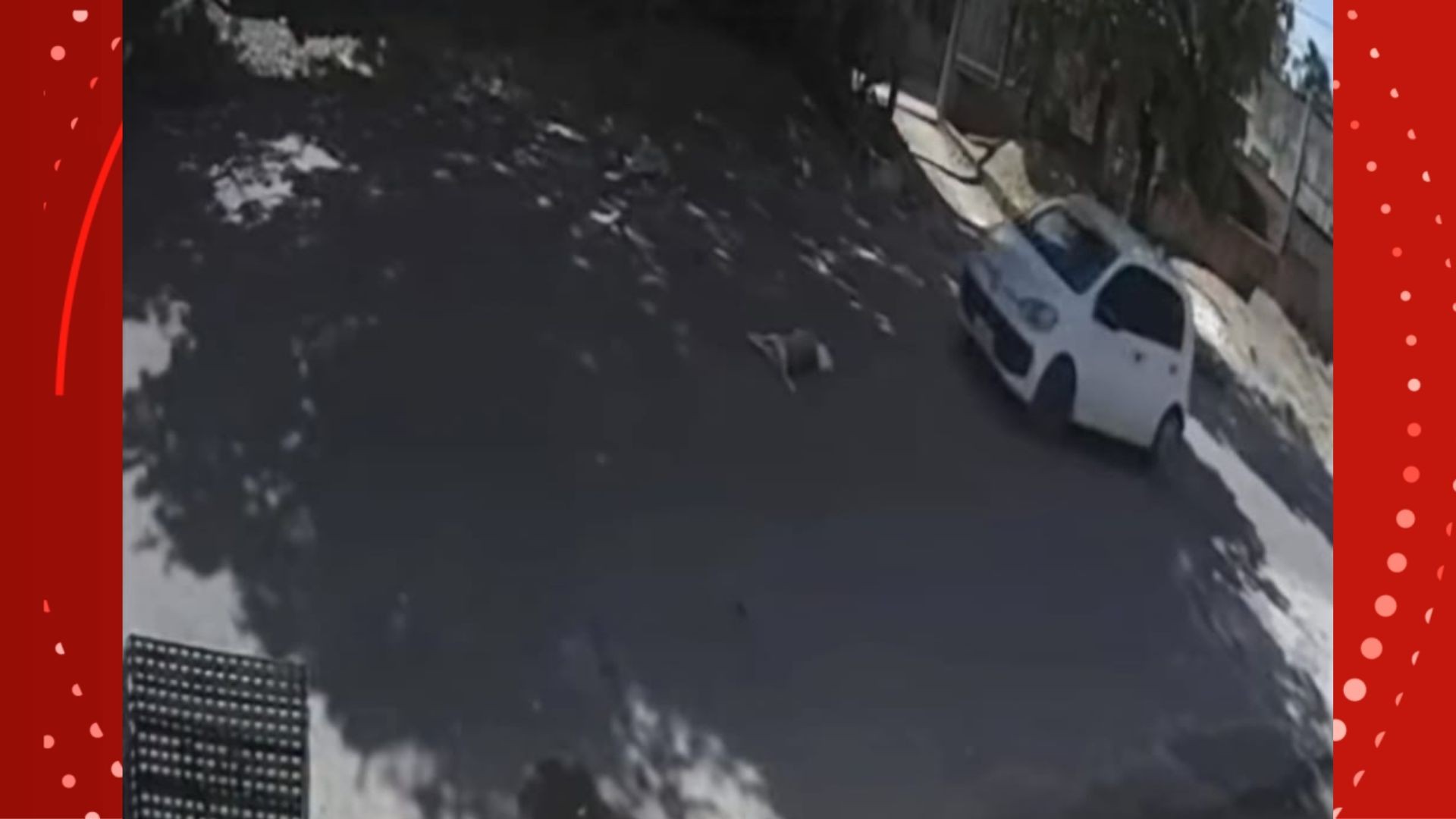 VÍDEO: motorista atropela cães de rua duas vezes no mesmo dia, no Amapá