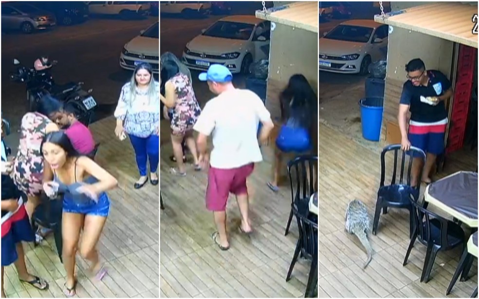 Ouriço entra em lanchonete e assusta clientes em Goiânia; vídeo