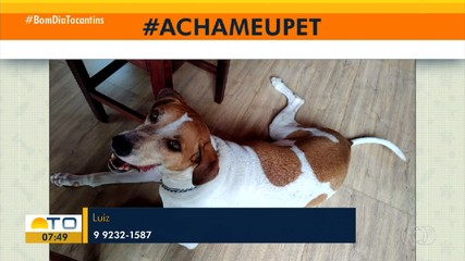 Tutor pede ajudar para encontrar cachorro Thor no quadro Acha Meu Pet