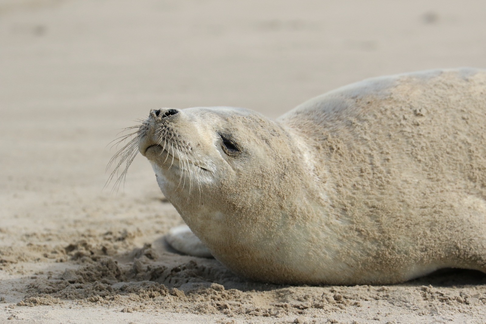 Foca de aparição rara no Brasil descansa no litoral de SC; FOTOS