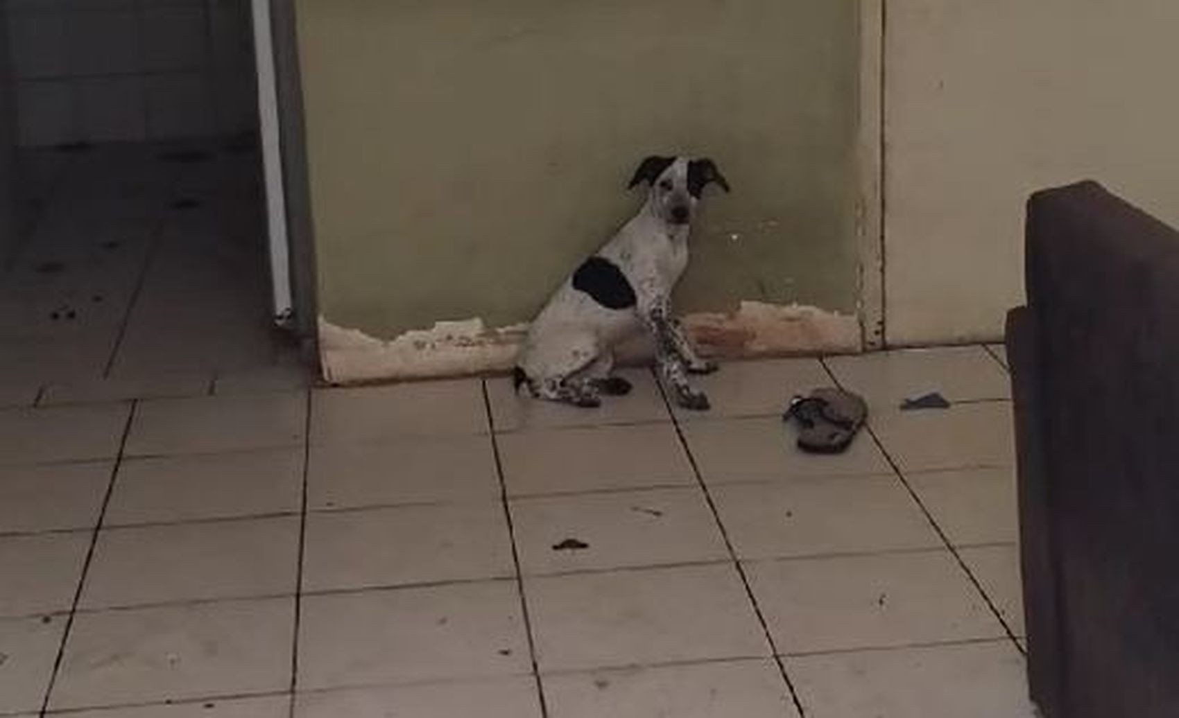 Cão abandonado em situação de maus-tratos é resgatado em apartamento da Zona Sul de Aracaju