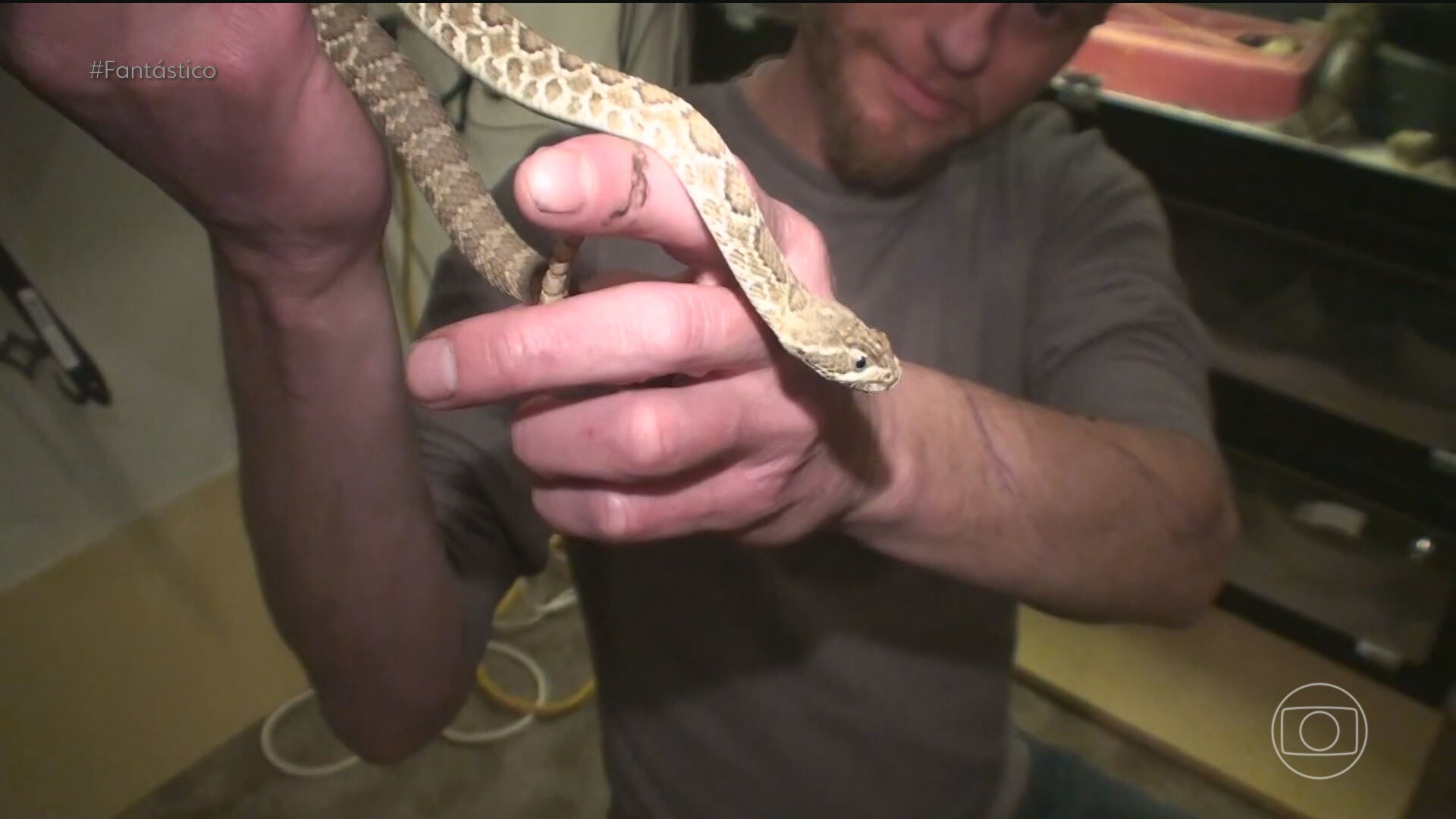 Mister cobra: entenda por que homem injeta no próprio corpo veneno das serpentes mais perigosas do planeta 