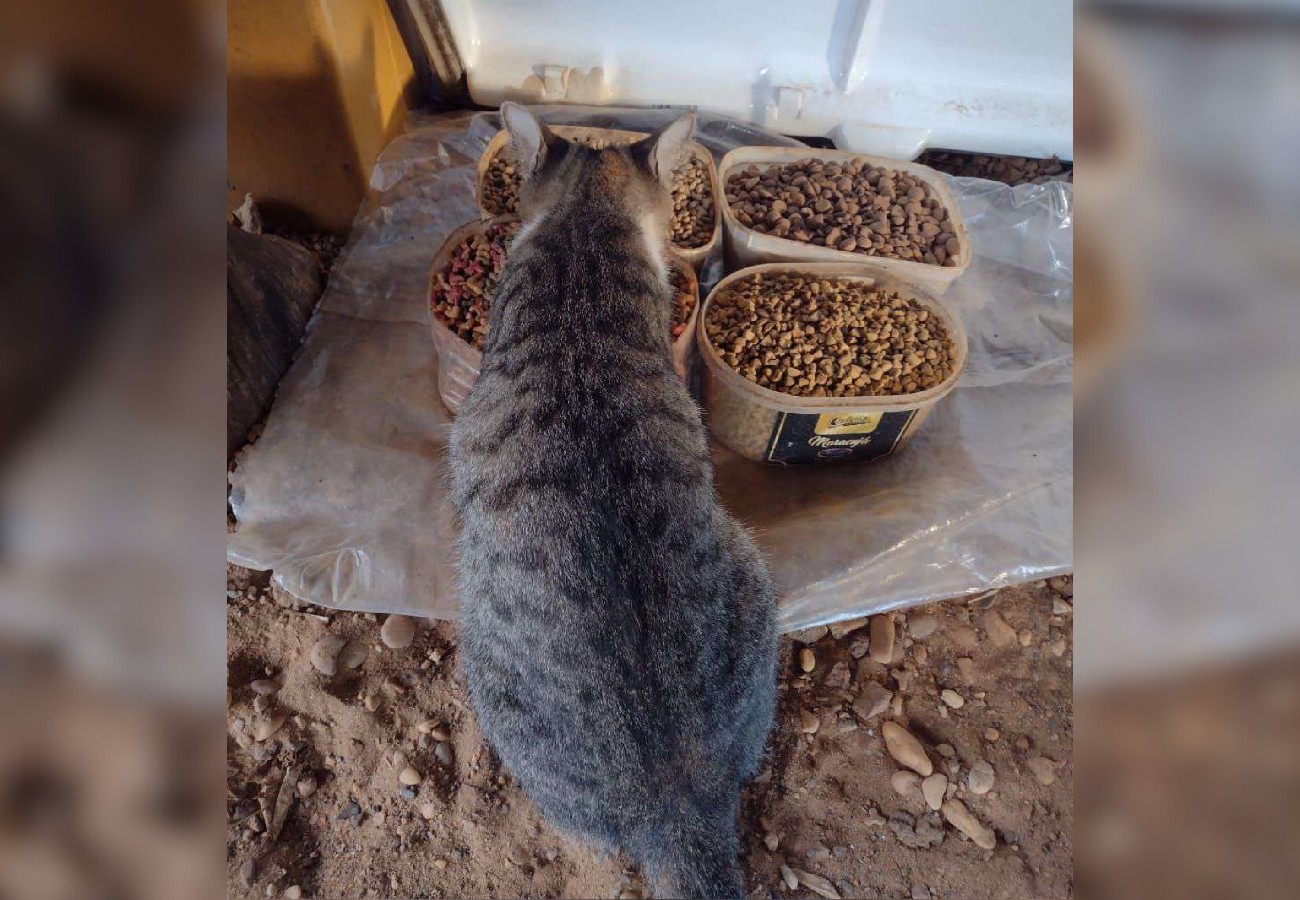 Justiça Manda Prefeitura Permitir Servidor a Alimentar Animais de Rua: Entenda a Decisão!