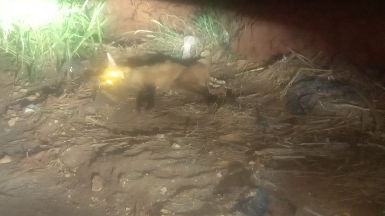 VÍDEO: lobo-guará é encontrado ferido às margens de rodovia em Rio das Pedras 