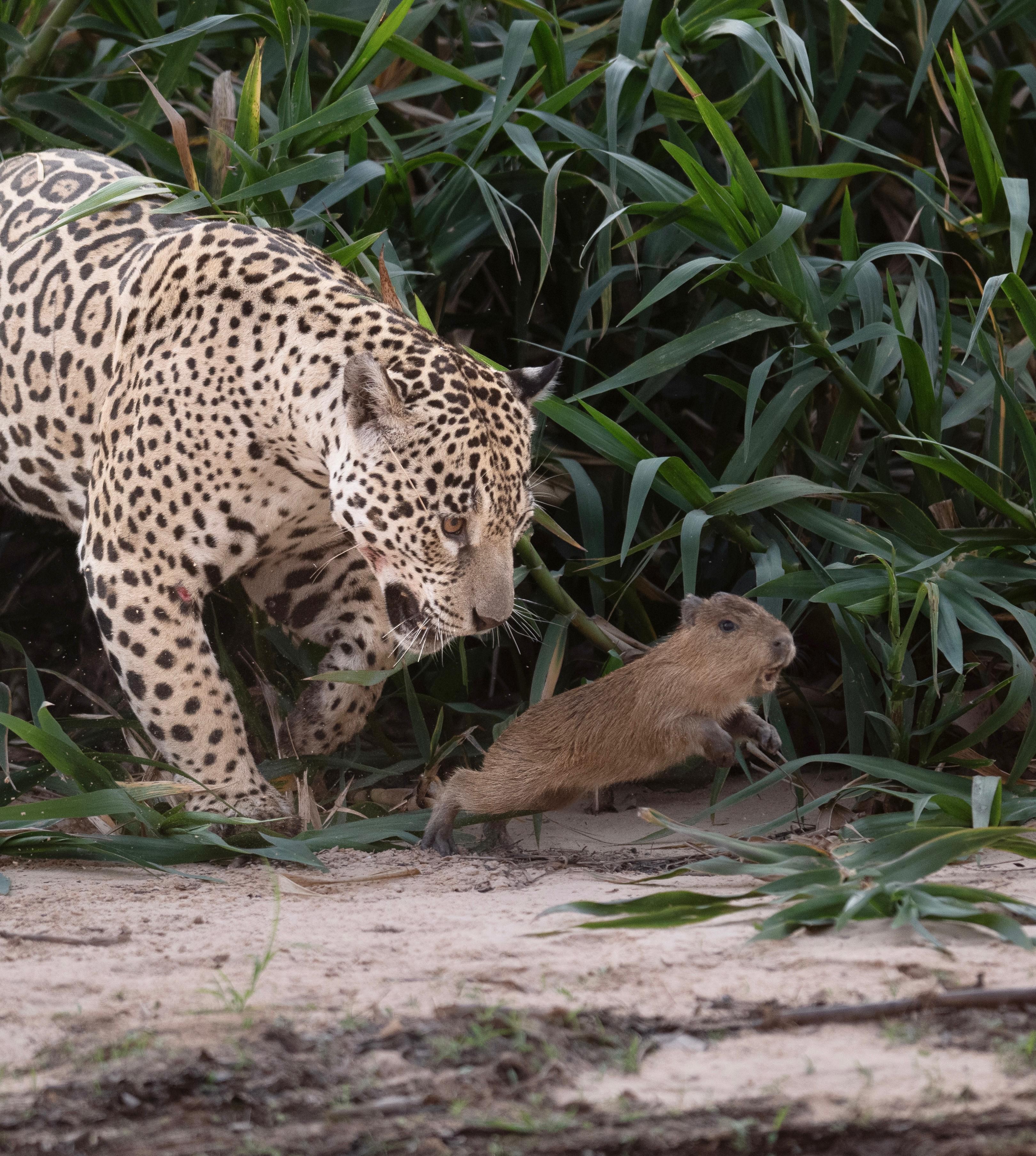 Registro raro: fotógrafo flagra onça-pintada em caça a filhote de capivara no Pantanal de MT; VÍDEO