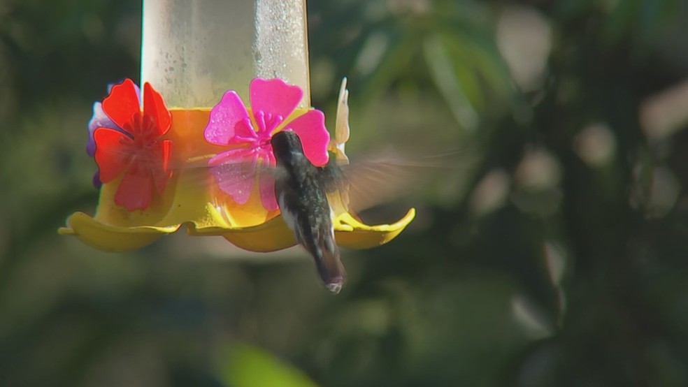 1 de 1
Observa&ccedil;&atilde;o de aves atrai turistas e fam&iacute;lias para a regi&atilde;o de Piedade &mdash; Foto: Reprodu&ccedil;&atilde;o/TV TEM