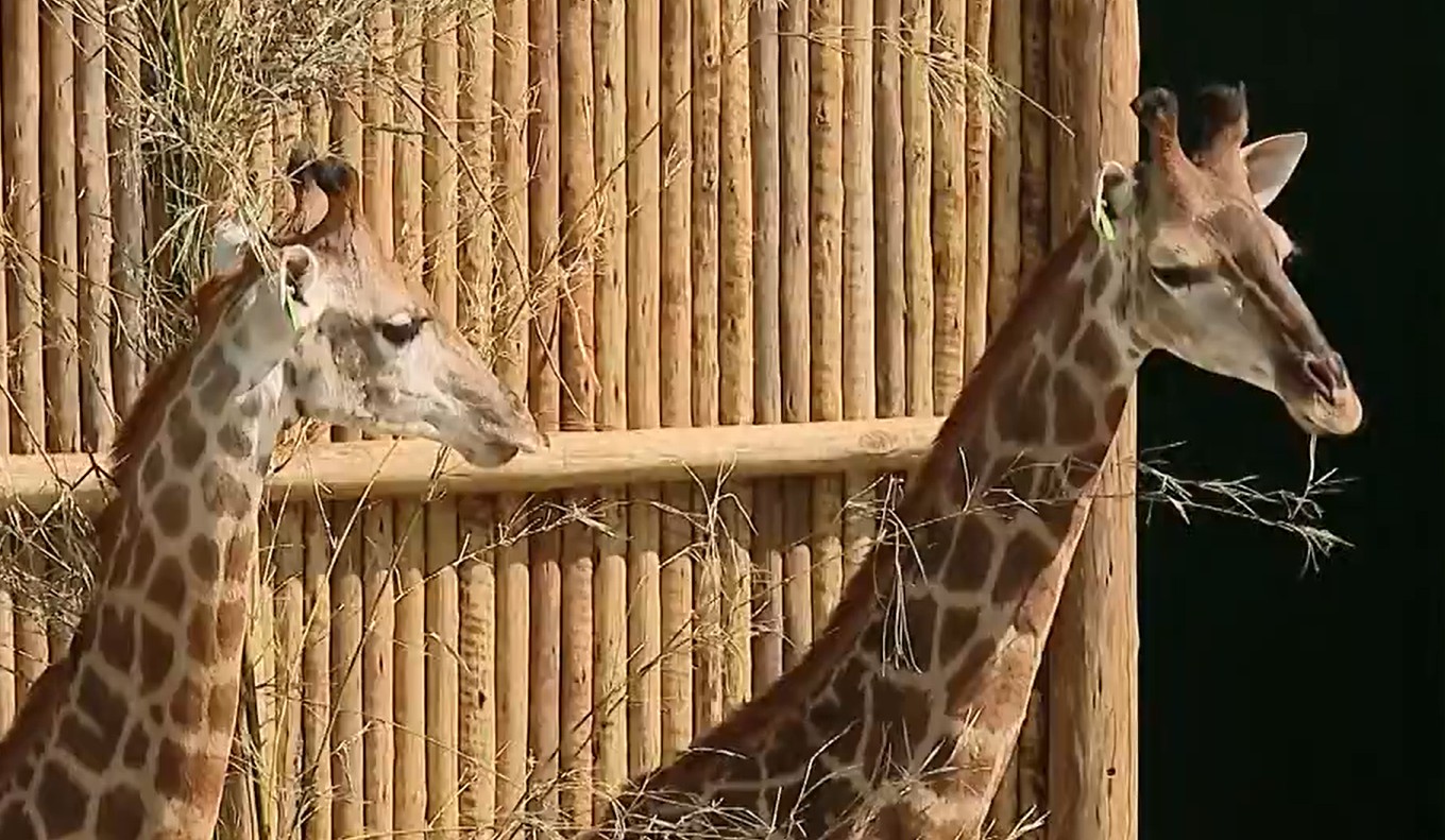 Mais de três anos após chegada, girafas trazidas da África seguem sem destino definido no Brasil; veja imagens recentes