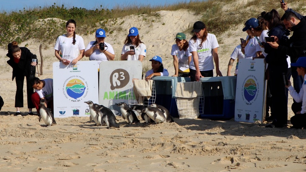 Pinguins e tartarugas são devolvidos à natureza após reabilitação em Rio  Grande; vídeo, Rio Grande do Sul