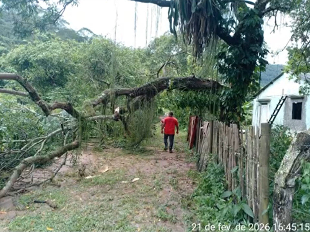 Queda de árvores bloqueia estradas em Porciúncula após forte chuva no Noroeste Fluminense
