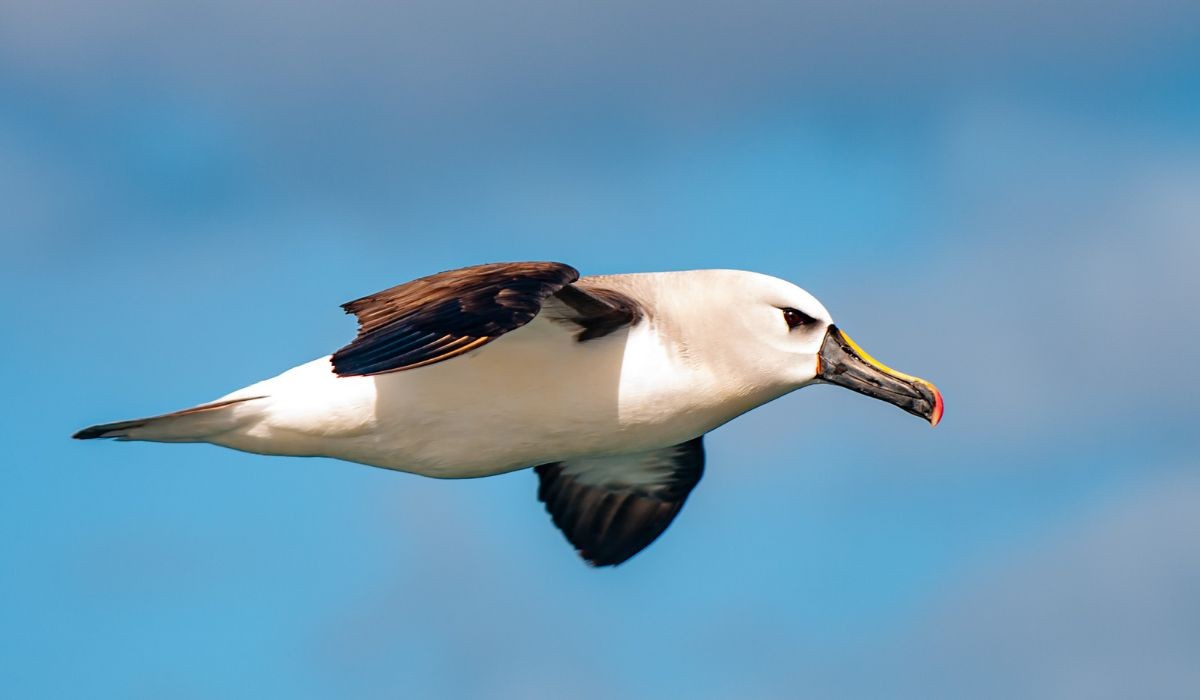 Toxinas banidas há décadas são achadas em aves marinhas no Brasil; entenda os riscos