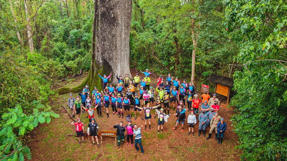 Jequitibá Matriarca - Prefeitura de Santa Rita de Passa Quatro — Foto: Crédito: Divulgação