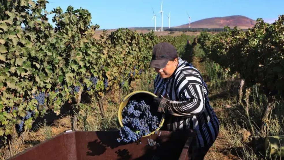A região é fértil, onde Israel cultiva vinhedos e cria gado. — Foto: Getty Images via BBC