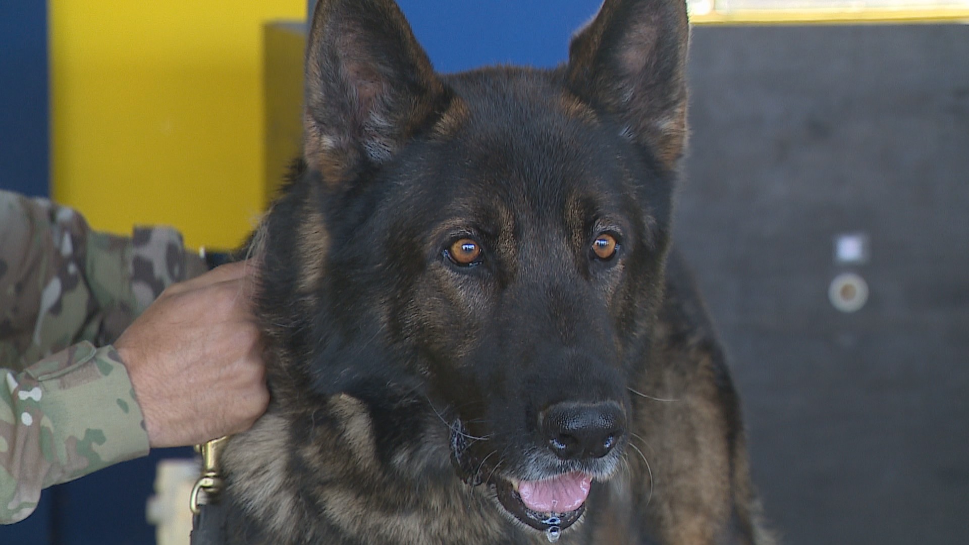 Cães da PRF apreendem toneladas de drogas no RS