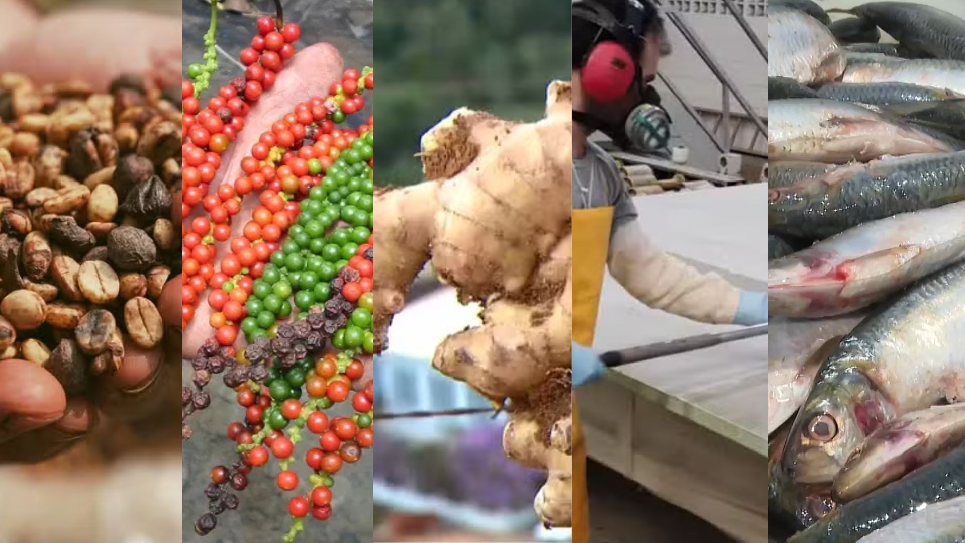 De café a pimenta e pescados: veja como o tarifaço de Trump ainda afeta produtos de exportação do ES