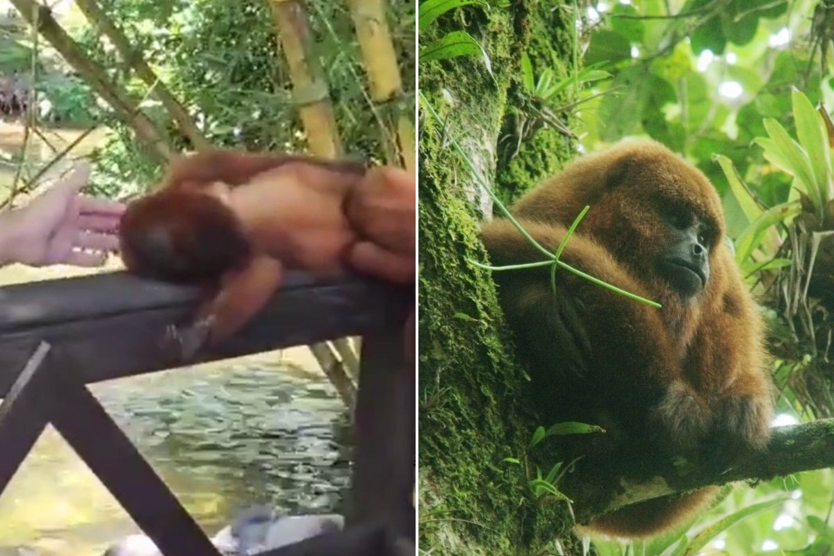 Bugio-ruivo: primata na lista dos mais ameaçados  de extinção vive solto no litoral de SP e vira atração; VÍDEO