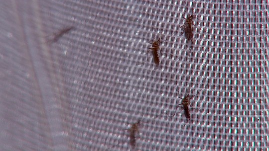 Itatiba confirma mais duas mortes por dengue em 2024 - Foto: (Reprodução/EPTV)