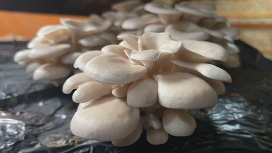 Cogumelo hiratake é grande e saboroso - Shimeji é o carro-chefe da produção, que é destinada a restaurantes e ao consumo doméstico.