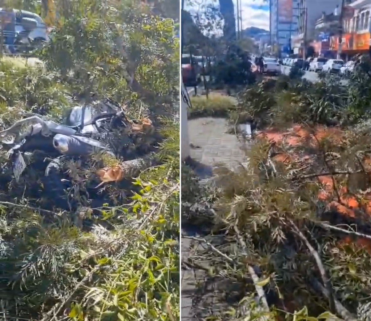 Árvore cai e galhos atingem motociclista em Teresópolis
