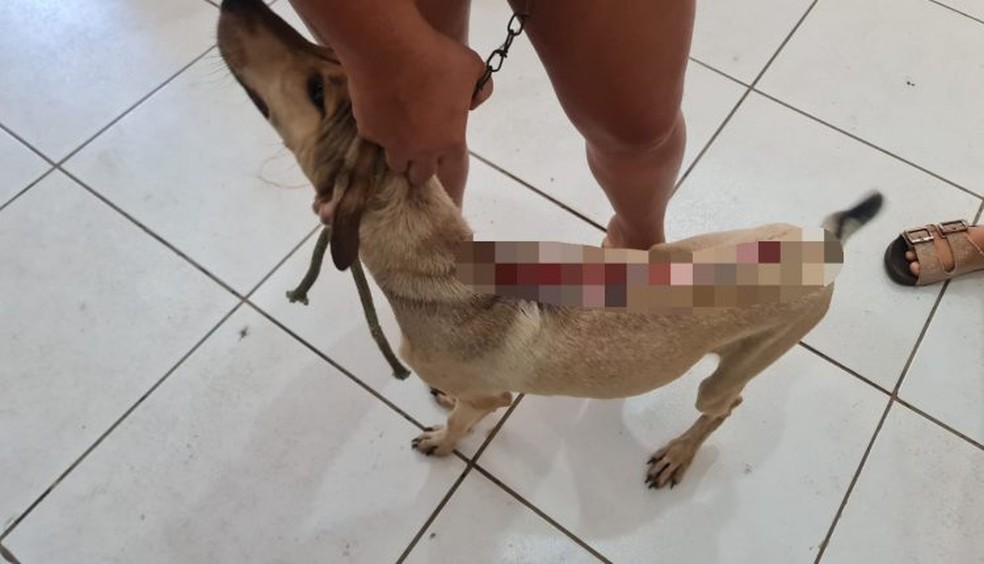 Jovem é presa por maus-tratos contra cachorro em São Mateus do Maranhão;  parte do couro do animal estava arrancado — Foto: Divulgação/Polícia Civil do Maranhão