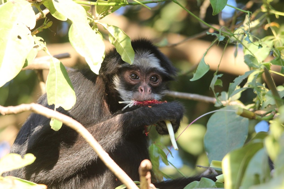 Macaco-aranha resgatado após ser atropelado em Alta Floresta precisa de  transferência - Nativa News